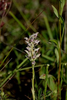 Anacamptis coriophora